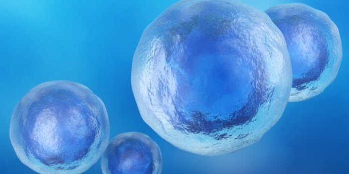 Regenerative Cellular Tissue aka Stem Cells Mount Vernon, WA